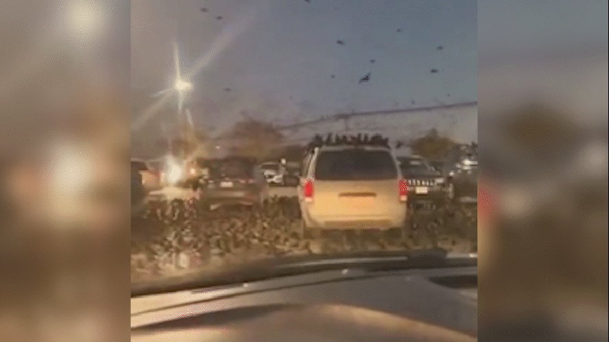 Milhares de corvos invadem céu de Tel Aviv, em Israel: ‘Presságio de catástrofe’