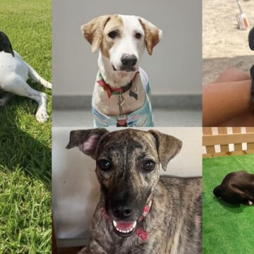 Feira de adoção reúne pets, vacinação antirrábica e show gratuito neste sábado (21)