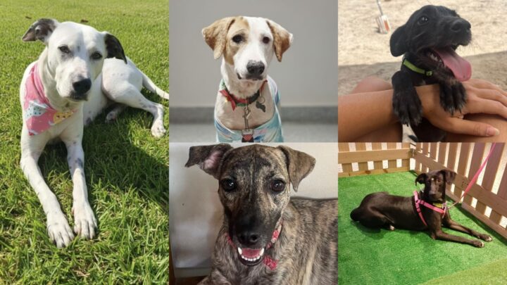 Feira de adoção reúne pets, vacinação antirrábica e show gratuito neste sábado (21)