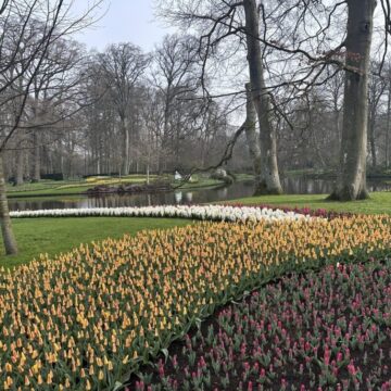 Keukenhof reabre na Holanda e celebra primavera com festival das tulipas