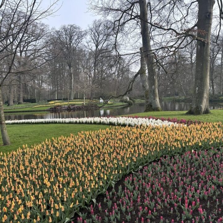 Keukenhof reabre na Holanda e celebra primavera com festival das tulipas