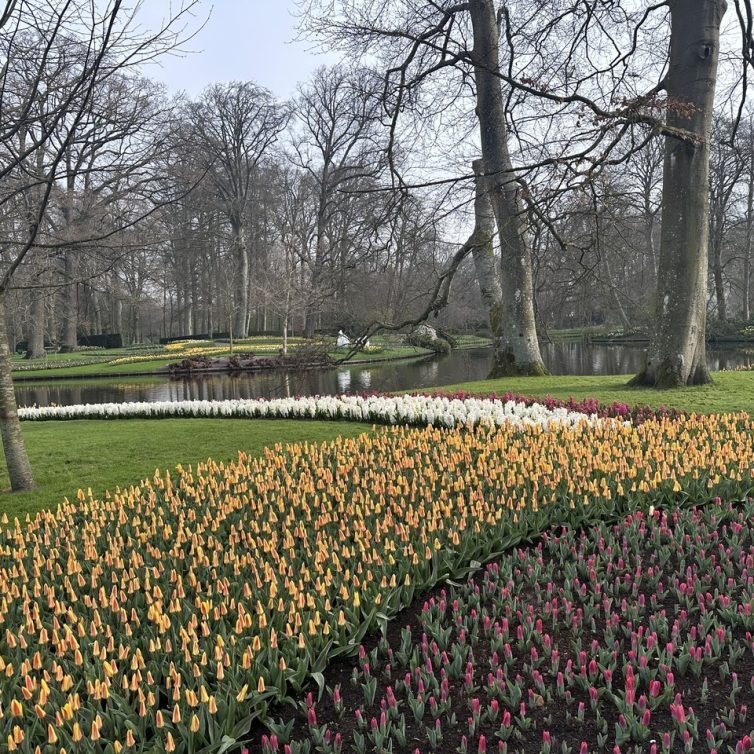 Keukenhof reabre na Holanda e celebra primavera com festival das tulipas