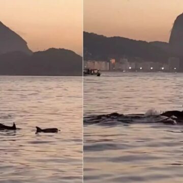 Golfinhos encantam banhistas no Rio e indicam boas condições do mar