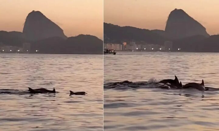 Golfinhos encantam banhistas no Rio e indicam boas condições do mar