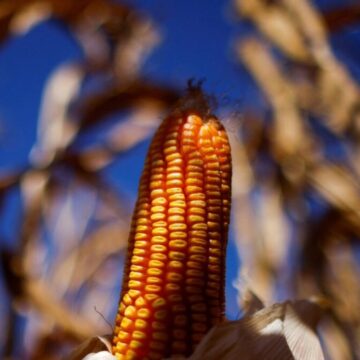 Dia do Cuscuz: produção da agricultura familiar impulsiona renda e fortalece economia no interior da Bahia