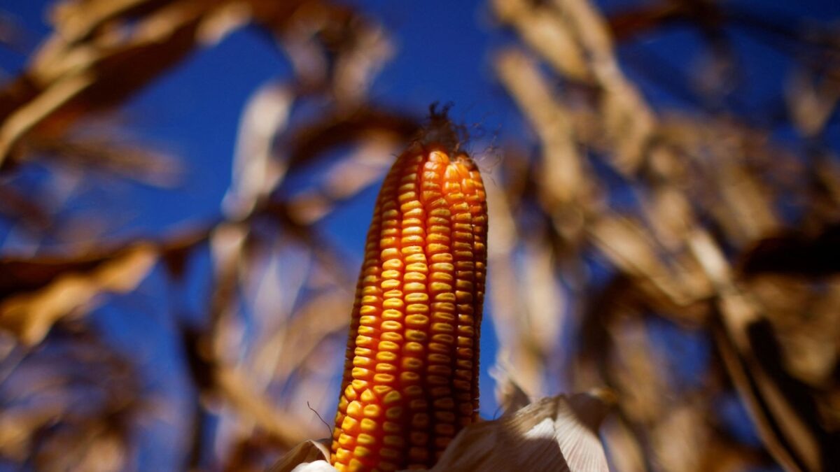 Dia do Cuscuz: produção da agricultura familiar impulsiona renda e fortalece economia no interior da Bahia