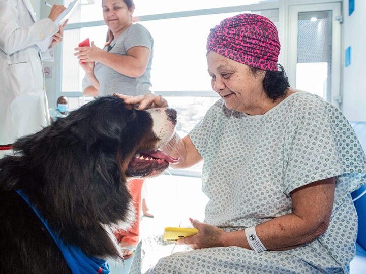 Nova lei autoriza entrada de animais de estimação em hospitais de Salvador