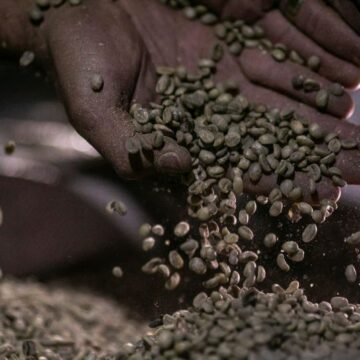 Brasileiro amplia produção de café eugenioides, grão raro que pode render R$ 1 milhão