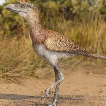 Caverna na Bahia revela nova espécie de “aves do terror” que viveu há 25 mil anos