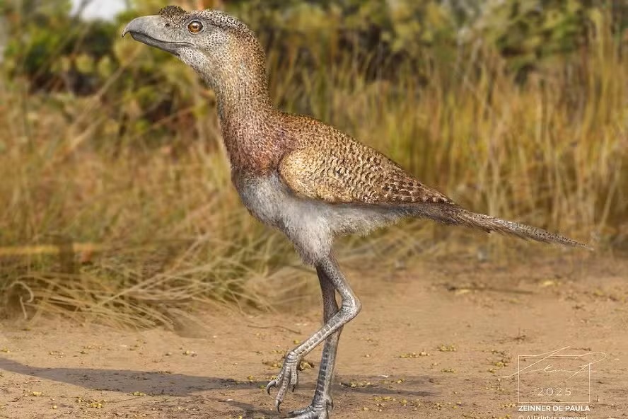 Caverna na Bahia revela nova espécie de “aves do terror” que viveu há 25 mil anos