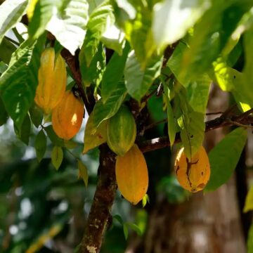 Bahia mantém liderança no cacau, mas queda na demanda impacta processamento