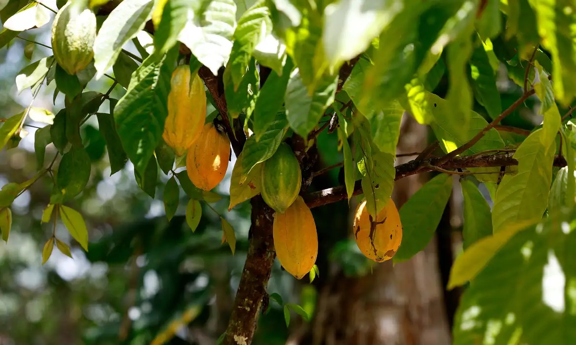Bahia mantém liderança no cacau, mas queda na demanda impacta processamento