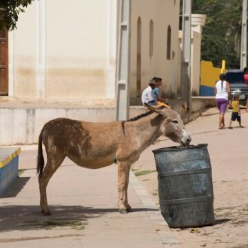 Especialistas se reúnem em Salvador para definir futuro dos jumentos no Brasil; entenda