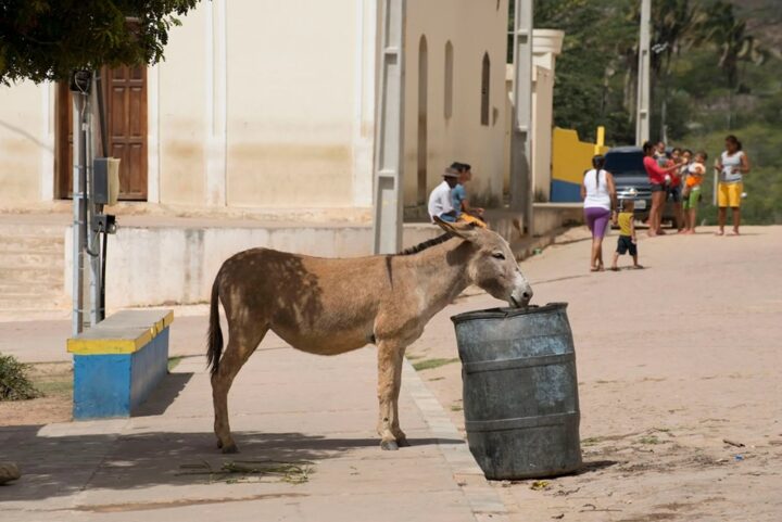 Especialistas se reúnem em Salvador para definir futuro dos jumentos no Brasil; entenda