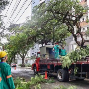 Projeto propõe criação de “Bosques de Bairro” para ampliar áreas verdes em Salvador