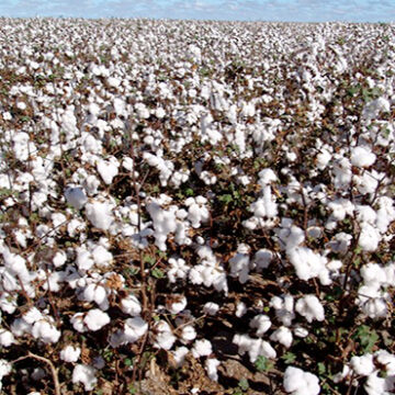 Cidade baiana pode ser reconhecida como Capital do Algodão
