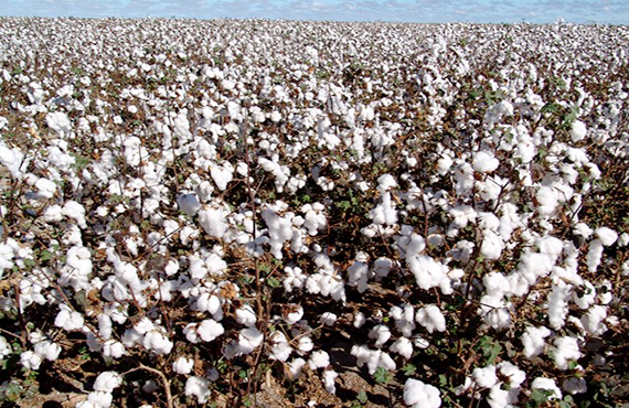 Cidade baiana pode ser reconhecida como Capital do Algodão
