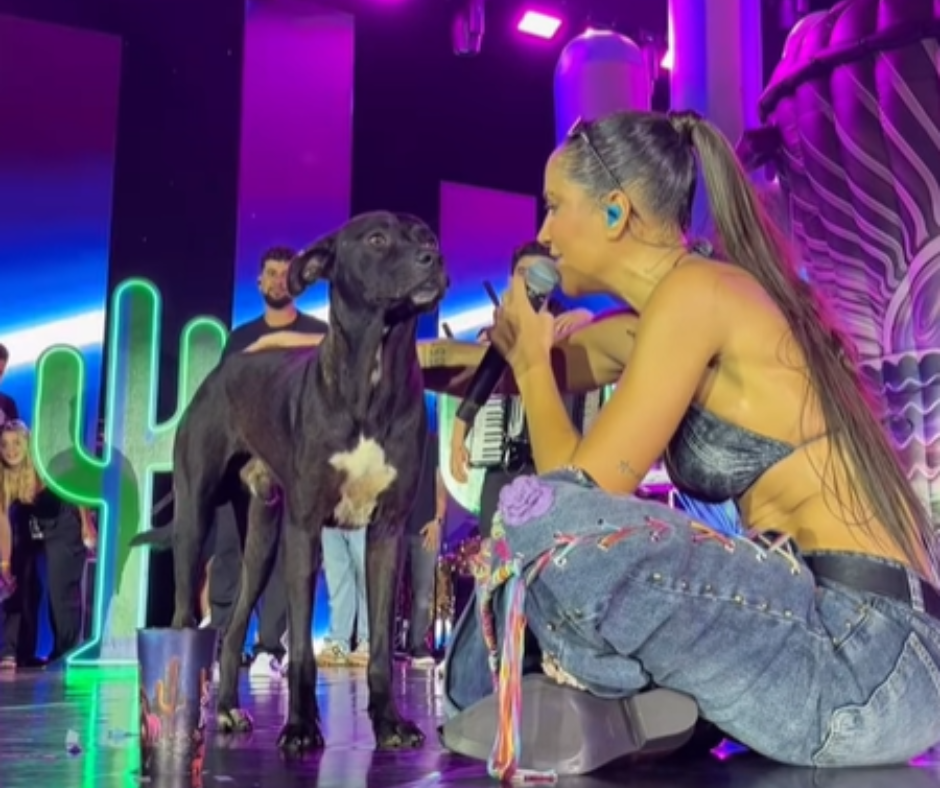Cantora adota cachorrinho que invadiu palco em show e viraliza nas redes: ‘Último dia dele na rua’
