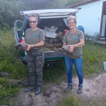 Jabutis resgatados são devolvidos à natureza na Bahia em ação de conservação