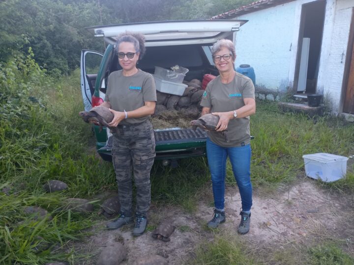Jabutis resgatados são devolvidos à natureza na Bahia em ação de conservação