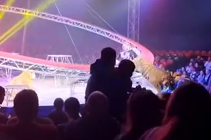 Tigre avança em direção à plateia após grade ceder em circo na Rússia; veja vídeo