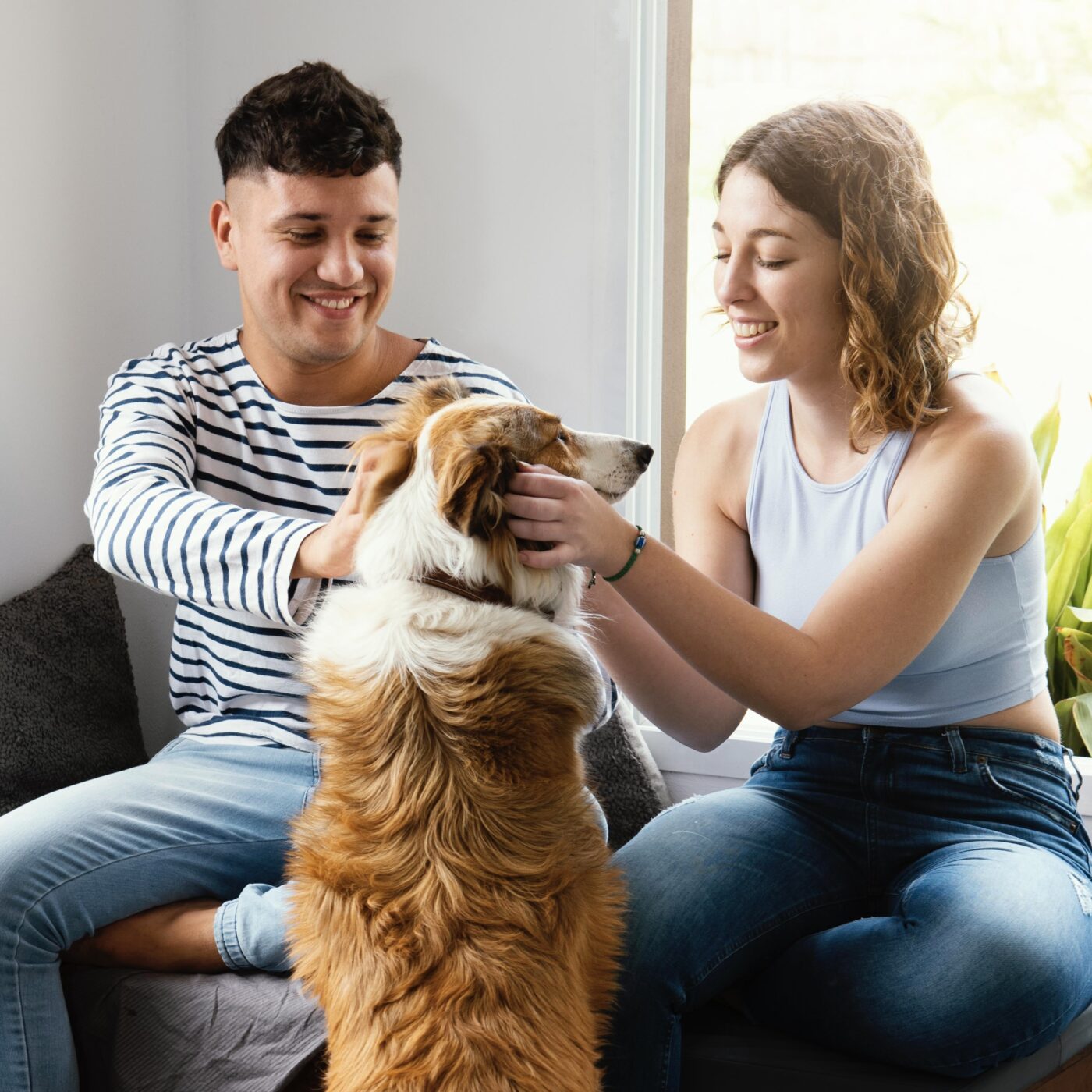 Senado aprova projeto de lei que estabelece guarda compartilhada de animais de estimação após separação