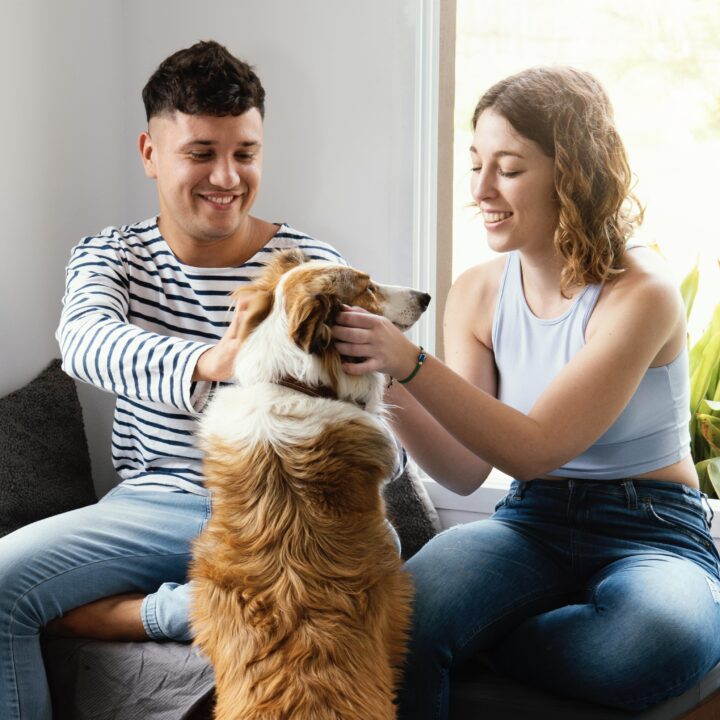 Senado aprova projeto de lei que estabelece guarda compartilhada de animais de estimação após separação