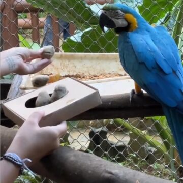 Que ovo é esse? Animais do Zoológico de Salvador ganham “ovo de Páscoa” em ação especial
