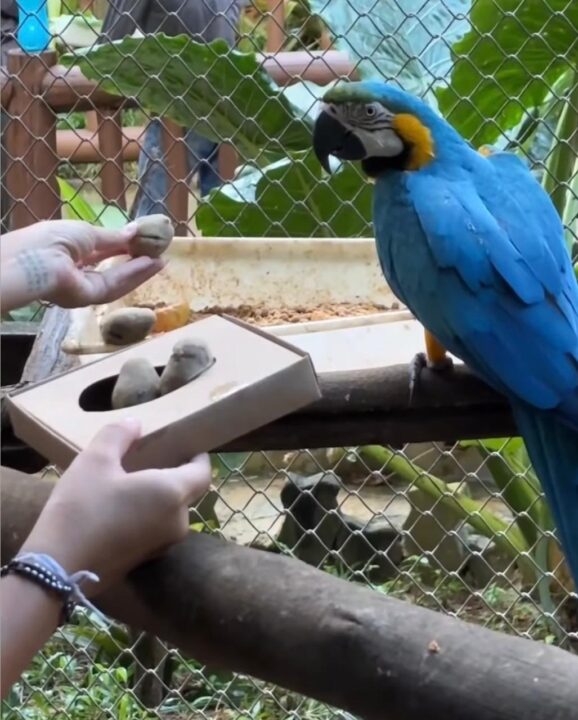 Que ovo é esse? Animais do Zoológico de Salvador ganham “ovo de Páscoa” em ação especial
