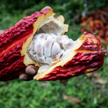 Projeto prevê criação do Dia Estadual do Cacau na Bahia; entenda