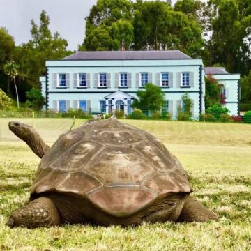 Morre aos 193 anos a tartaruga Jonathan, animal terrestre mais velho do mundo