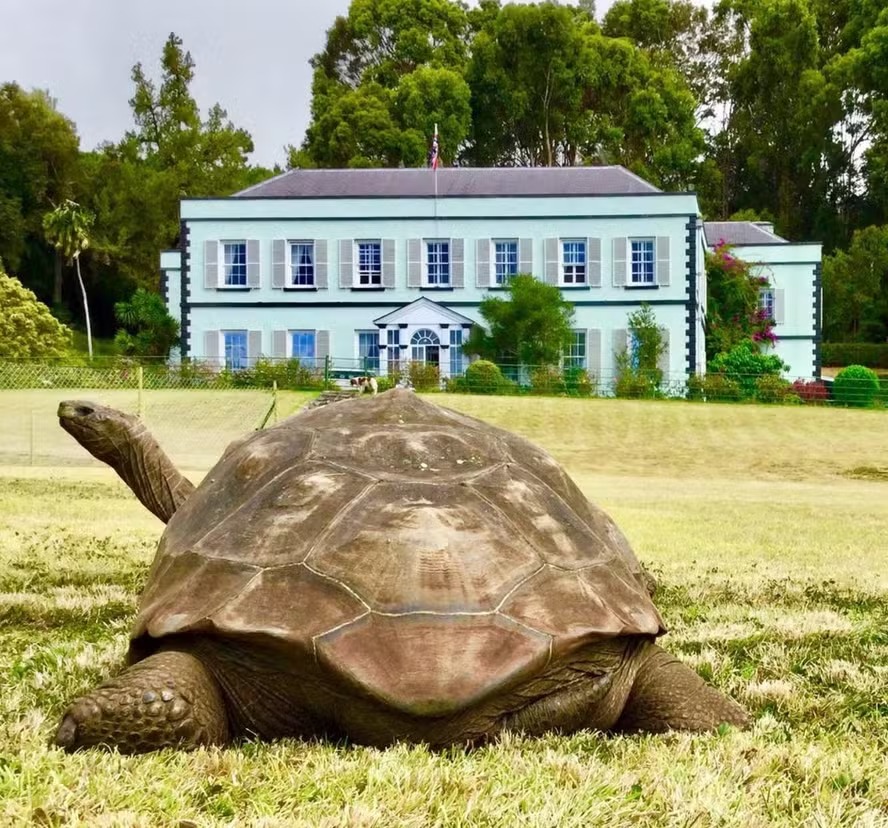 Morre aos 193 anos a tartaruga Jonathan, animal terrestre mais velho do mundo