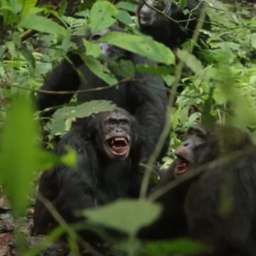 Chimpanzés entram em ‘guerra civil’ e surpreendem cientistas