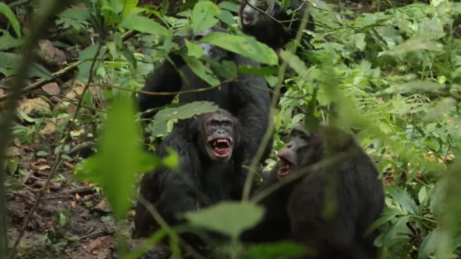 Chimpanzés entram em ‘guerra civil’ e surpreendem cientistas