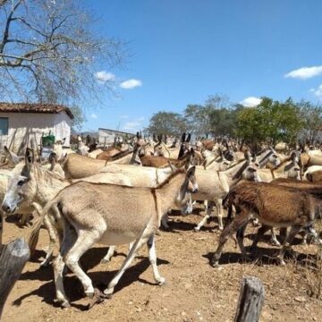 Justiça proíbe o abate de jumentos na Bahia; animais correm risco de extinção