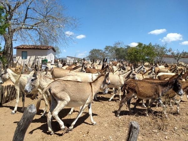 Justiça proíbe o abate de jumentos na Bahia; animais correm risco de extinção