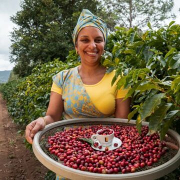 Bahia lidera produção de café no Nordeste e projeta safra de destaque em 2026