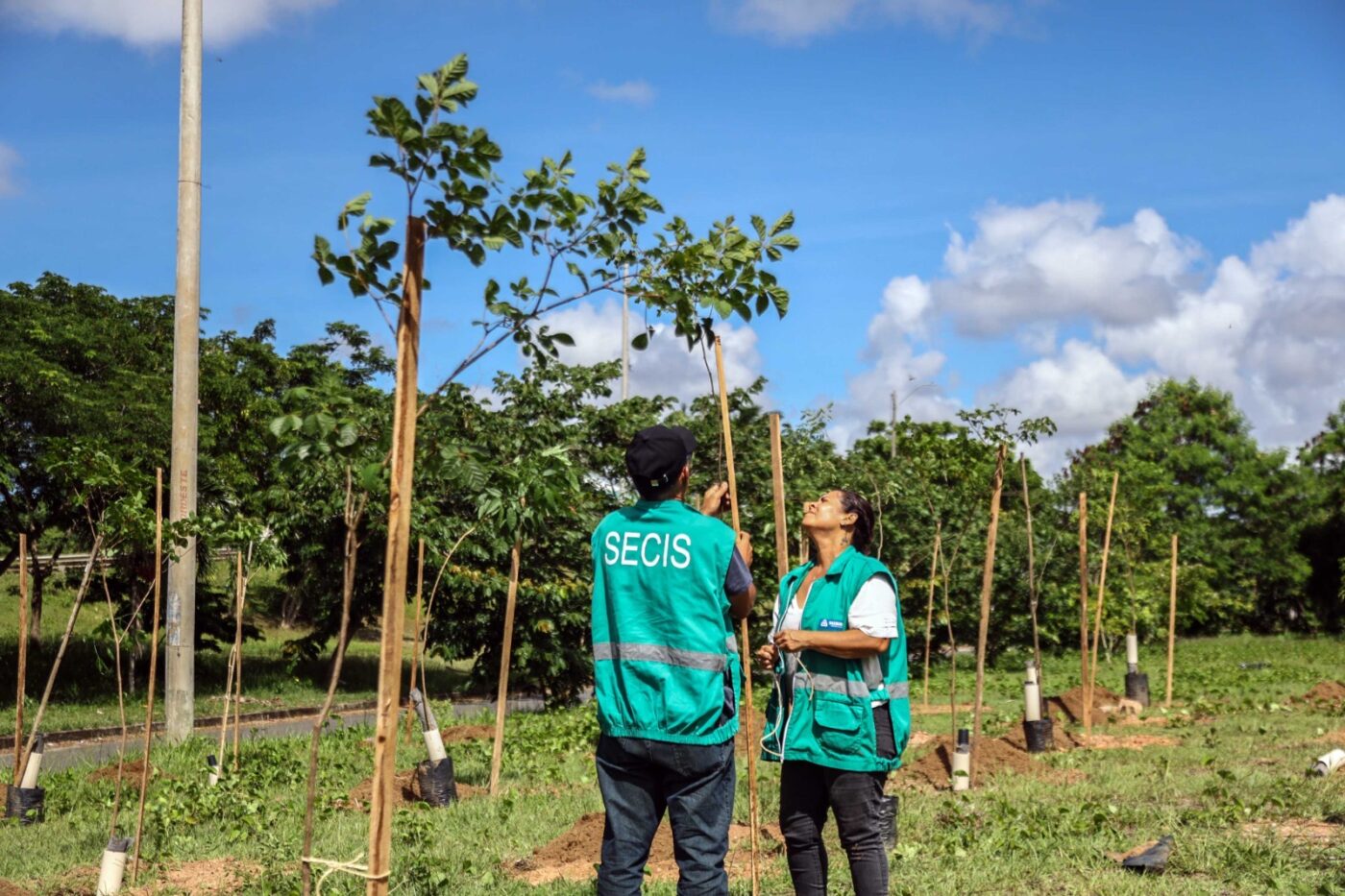 Salvador amplia arborização e chega a 110 mudas plantadas em São Cristóvão