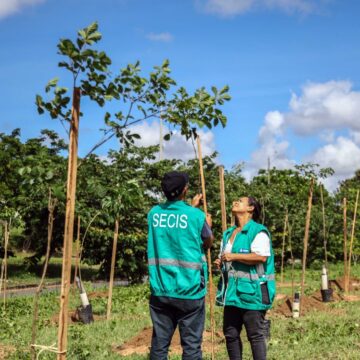 Salvador amplia arborização e chega a 110 mudas plantadas em São Cristóvão