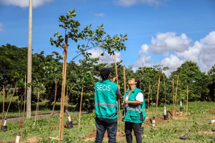 Salvador amplia arborização e chega a 110 mudas plantadas em São Cristóvão