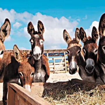 Justiça Federal proíbe abate de jumentos na Bahia