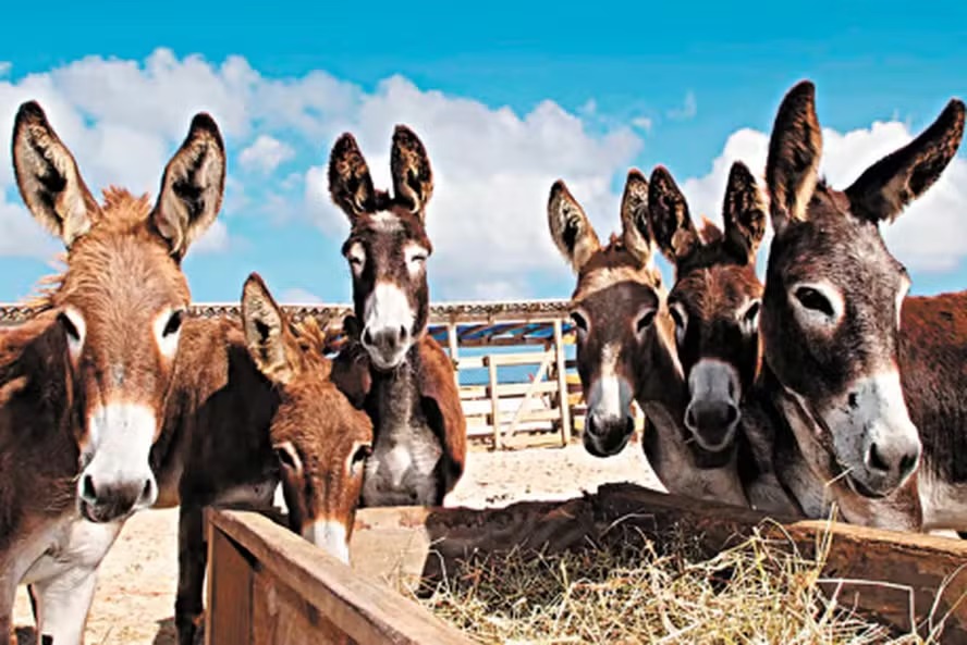 Justiça Federal proíbe abate de jumentos na Bahia
