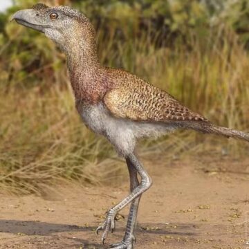 Fóssil encontrado na Bahia revela espécie inédita de “ave do terror”