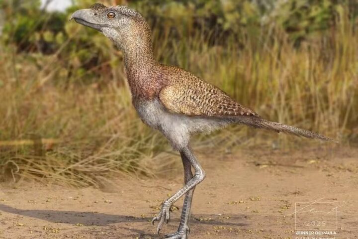 Fóssil encontrado na Bahia revela espécie inédita de “ave do terror”