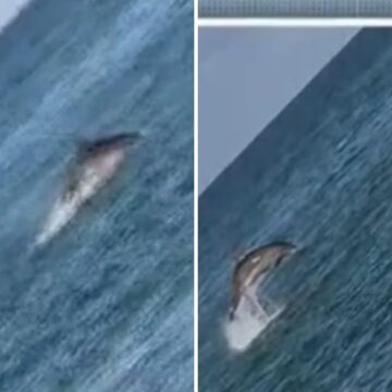 Vídeo: Golfinho é visto nadando no mar do Rio Vermelho