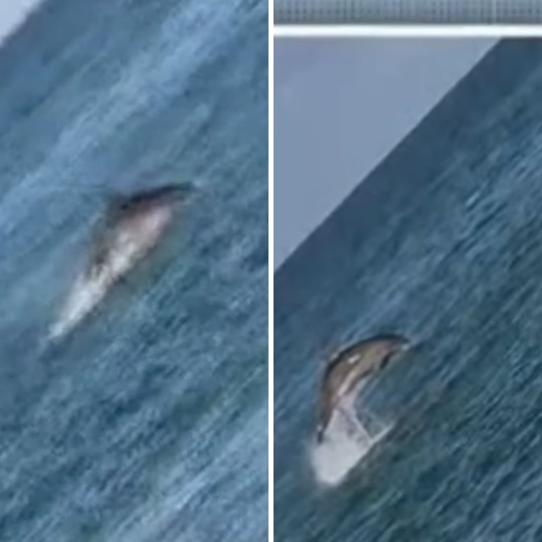 Vídeo: Golfinho é visto nadando no mar do Rio Vermelho