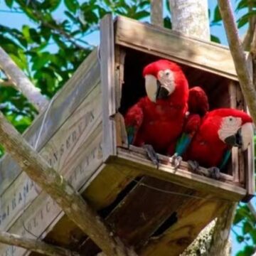 Filhotes de arara-vermelha nascem na Mata Atlântica pela 1ª vez em quase 200 anos