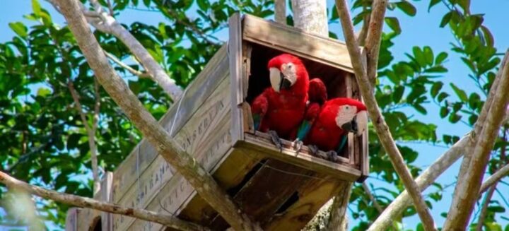 Filhotes de arara-vermelha nascem na Mata Atlântica pela 1ª vez em quase 200 anos