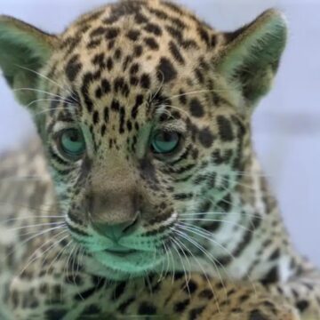 Onça-pintada nascida no BioParque Vale Amazônia ganha o nome de Xingu; conheça