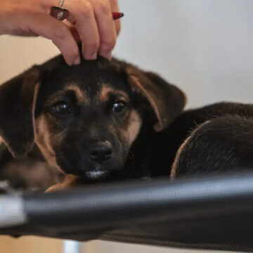Lei que estabelece guarda compartilhada de animais de estimação é sancionada; entenda